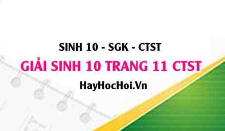 Giải Sinh 10 trang 11 Chân trời sáng tạo SGK